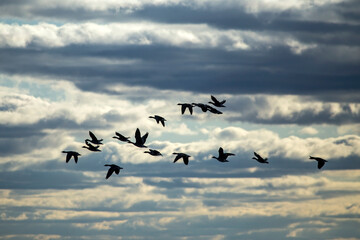 Fototapeta premium A flock of geese flying on the spring sky. Greater white-fronted goose (Anser albifrons) and Taiga bean goose (Anser fabalis).