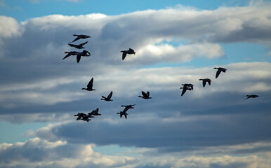 A flock of geese flying on the spring sky. Greater white-fronted goose (Anser albifrons) and Taiga bean goose (Anser fabalis).