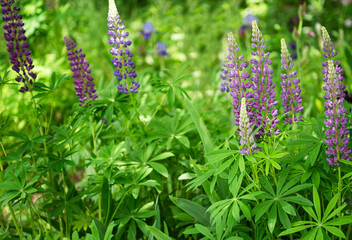 Violet and purple lupine flowers