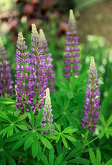 Fototapeta premium Violet and purple lupine flowers