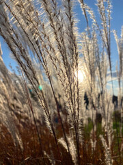 Close-up of pompas in the wind