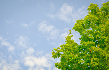 Green maple leaves against blue sky