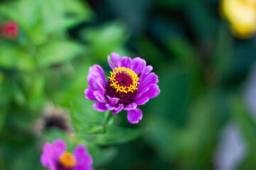 Fototapeta premium multicolored garden of exotic and beautiful flowers