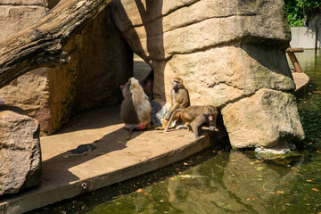 Obraz premium Snapshot from the The Aktiengesellschaft Cologne Zoological Garden in Cologne, Monkeys near a lake