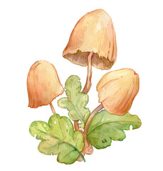 watercolor illustration of mushroom. botanical illustration. fabulous illustration.