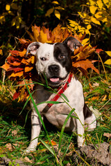 A black and white dog on a walk in yellow foliage. Golden Autumn