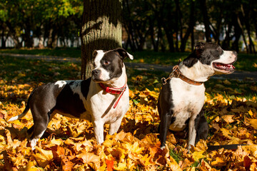 A black and white dog on a walk in yellow foliage. Golden Autumn