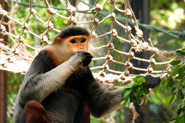The Red-shanked douc is a species of Old World monkey. Red-shanked douc eatting fruit.