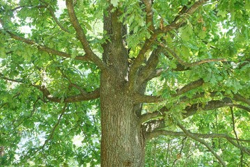 crown of a gray oak tree with branches and green leaves in nature