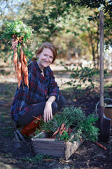 a harvesting carrots