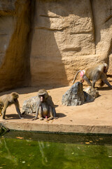 Snapshot from the The Aktiengesellschaft Cologne Zoological Garden in Cologne, VIEW OF A DRINKING WATER IN ZOO Monkeys