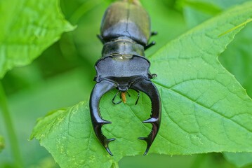 one big black brown beetle deer sit on a green  leaves of a plant in nature