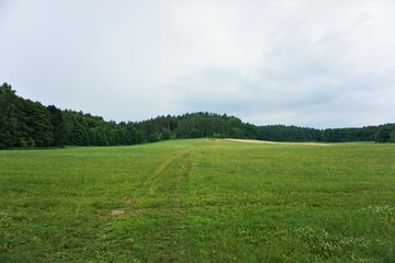 Obraz premium Łąka