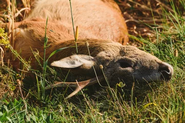 Fototapeten Carcass of a dead roe deer in field © Bits and Splits