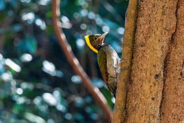 Greater yellownape woodpecker (Chrysophlegma flavinucha) exploring and eating termites