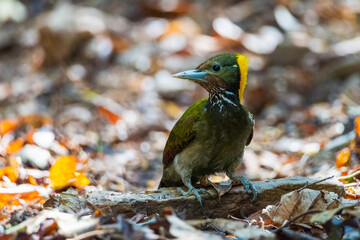 Greater yellownape woodpecker (Chrysophlegma flavinucha) exploring and eating termites