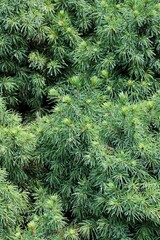 close up of pine needles