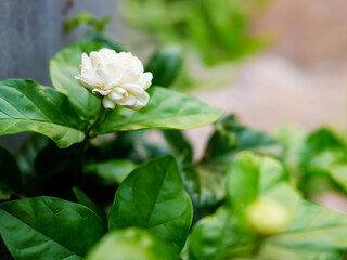 Obraz na płótnie Canvas White jasmine flower on plant with green leaves, love symbol of mother's day.