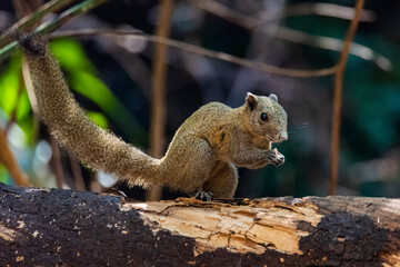 squirrels are the members of the squirrel family (Sciuridae)