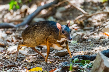 Lesser mouse-deer (Tragulus kanchil) walking in real nature