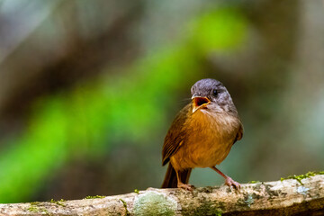 Indochinese Blue Flycatcher; perched on an almost straight branch in the early morning hours in a forest in Thailand