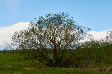 A tree with green leaves in a field in early spring or summer and a sky with white clouds in the background
