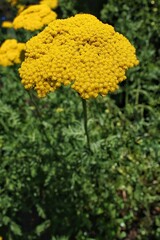 yellow flowers in the garden