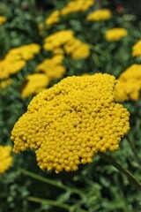 Bright yellow yarrow flowers growing in the flower garden on a bright sunny day.