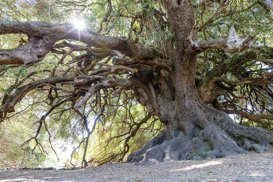 Millennial olive trees of Luras. Olivastri Millenari, Luras, Sardinia, Italy, Europe