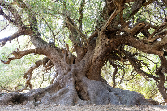 Millennial olive trees of Luras. Olivastri Millenari, Luras, Sardinia, Italy, Europe
