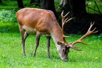 Naklejka na ściany i meble Beautiful male deer grazing in the meadow. Beautiful antlers.