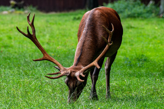 Beautiful male deer grazing in the meadow. Beautiful antlers.