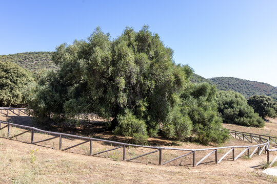 Millennial olive trees of Luras. Olivastri Millenari, Luras, Sardinia, Italy, Europe