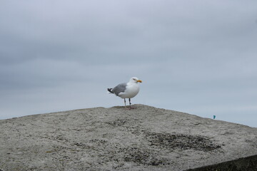 Seagull, the harbour, Scheveningen, The Hague , the Netherlands