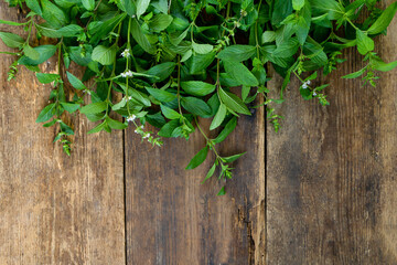 Fresh mint on a wooden background with place for text. Leaves, stems and flowers. A fragrant plant. Aromatherapy and Cooking. Mint for drying and adding to tea. Copy space