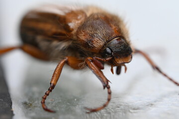 Junikäfer (Amphimallon solstitiale)