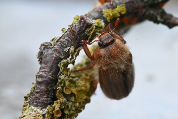 Junikäfer (Amphimallon solstitiale)