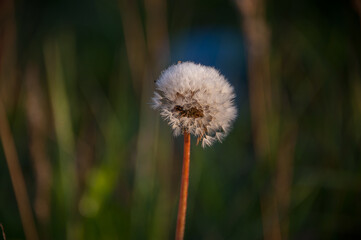 A lonely autumn white dandelion stands among the green grass