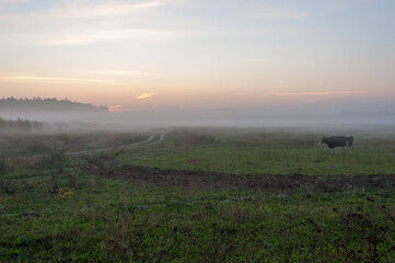 A bull in the field meets the autumn dawn