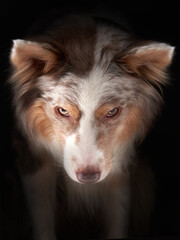 Funny expression dog. border collie on a black background