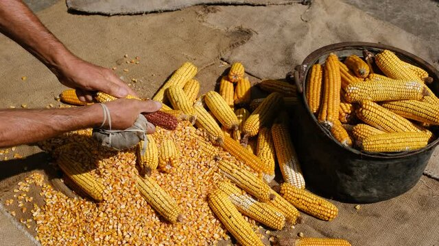 a man peeling corn off the cob with a vintage hand tool