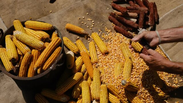 a man peeling corn off the cob with a vintage hand tool