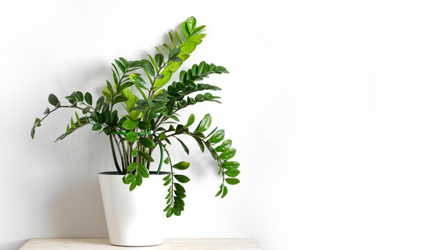 Zamioculcas Zamiifolia or ZZ Plant in white flower pot stand on wooden table on a light background