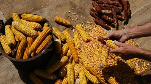 a man peeling corn off the cob with a vintage hand tool