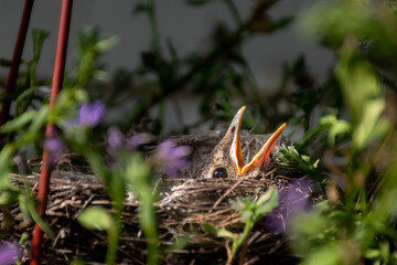 Baby Robin Chicks in a nest in our flower planter.  Robins getting big and ready to leave the nest on our porch in Windsor in Broome County in Upstate NY.