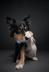 Funny expression dog. border collie on a black background