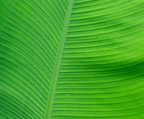 Beautiful tropical banana leaf texture background. Green banana leaf background with copy specs for...