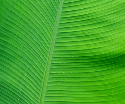 Beautiful tropical banana leaf texture background. Green banana leaf background with copy specs for text. The leaves of the banana tree pattern. Peaceful nature. Concept image.