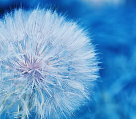 dandelion in selective focus on a blurry blue background