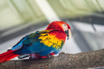 Parrot on branch